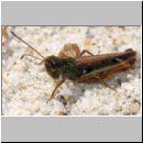 Myrmeleotettix maculatus - Gefleckte Keulenschrecke 13 Teverener Heide.jpg